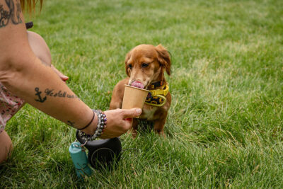 Dog eating from a cup at Bark Bash at Lace Village in Scranton Pennsylvania