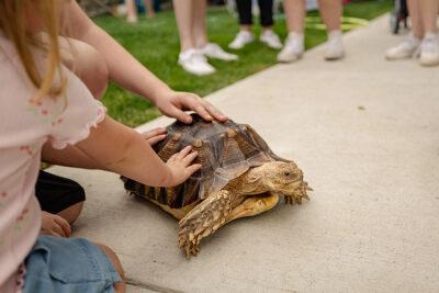 Tortoise at Bark Bash at Lace Village in Scranton Pennsylvania