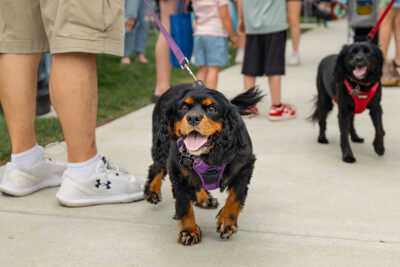 Happy dog at Bark Bash at Lace Village in Scranton Pennsylvania