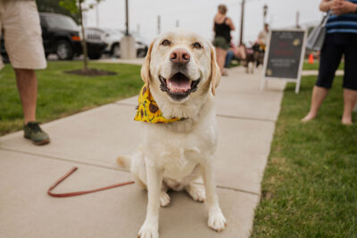 Happy dog at Bark Bash at Lace Village in Scranton Pennsylvania