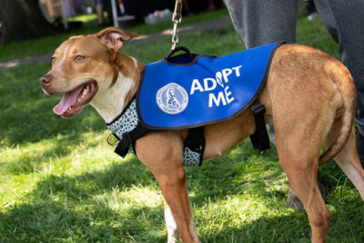 A brown dog wearing a vest that reads 
