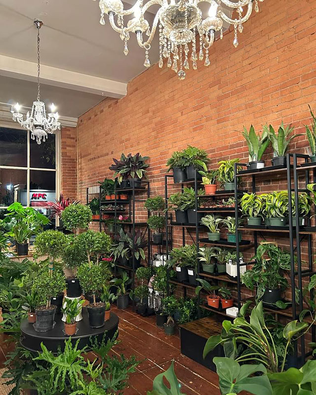 Botanic Plant Studio image