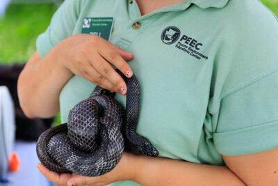 A black rat snake curls up in the arms of an educator during the 2025 River of the Year celebration at Minisink Park in East Stroudsburg, PA.
