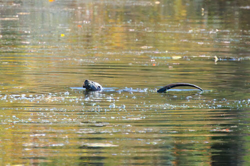 An otter swims around in the water at Tobyhanna State Park in Tobyhanna, PA.