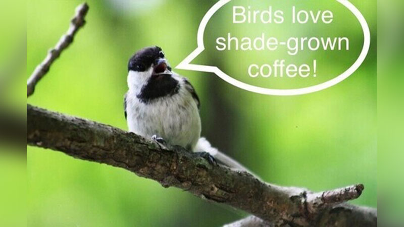 Coffee & Birds image