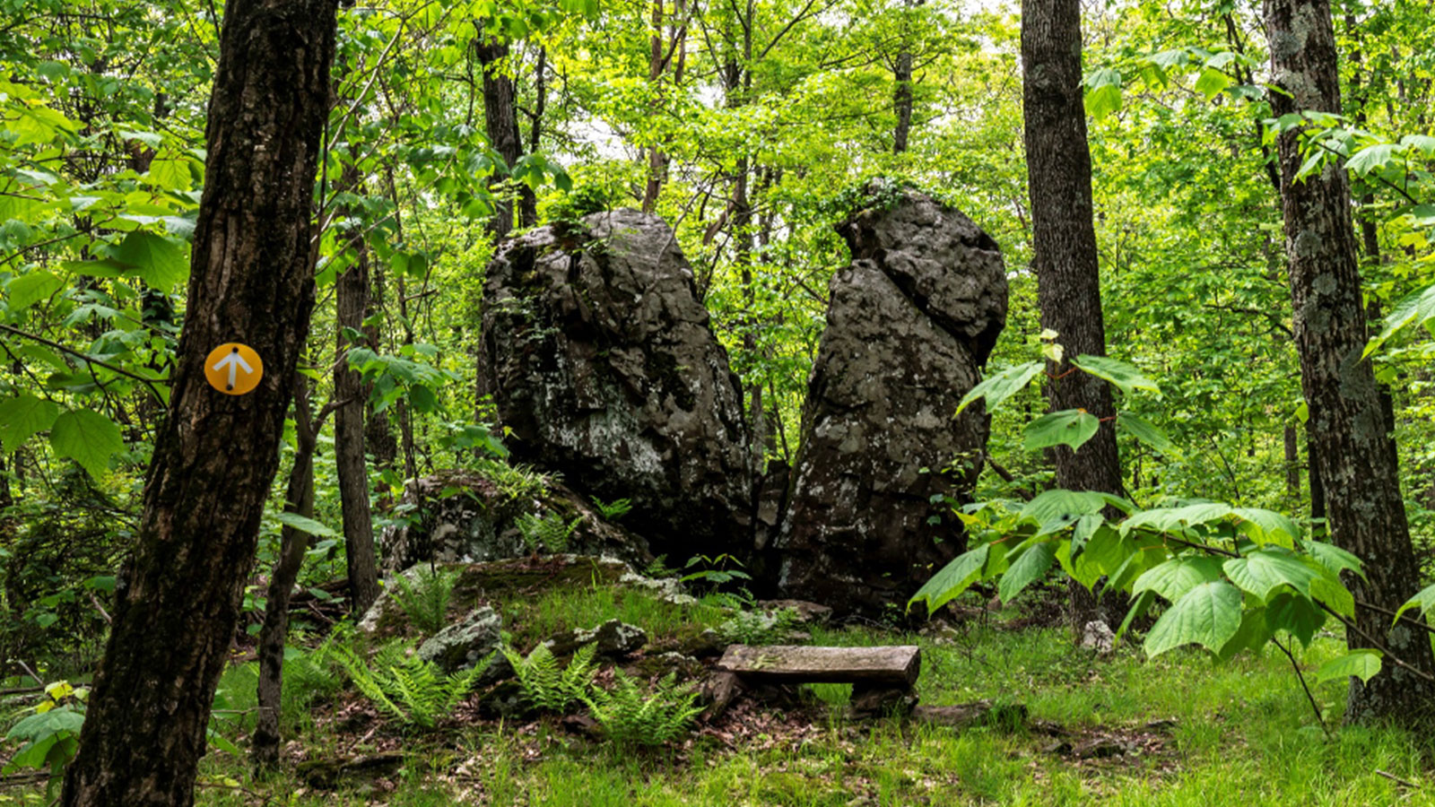 Get Outside: Explore Nature’s Health Benefits with North Branch Land Trust image