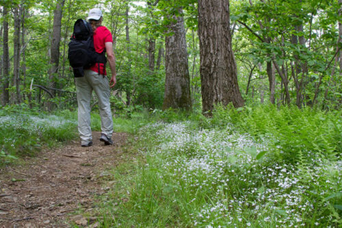 A man walking on the path of the Appalachian Trail that goes all the way from Georgia to Maine.