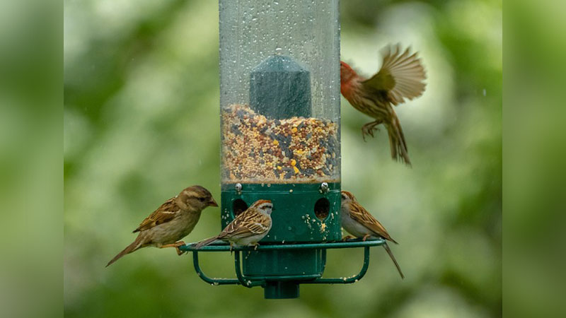 Bird Seed Sale Fundraiser image
