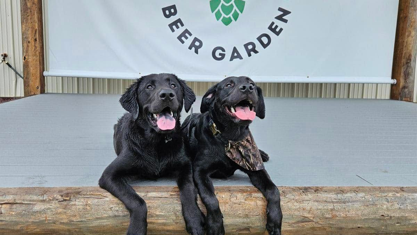 Pints & Paws at Edgewood Image