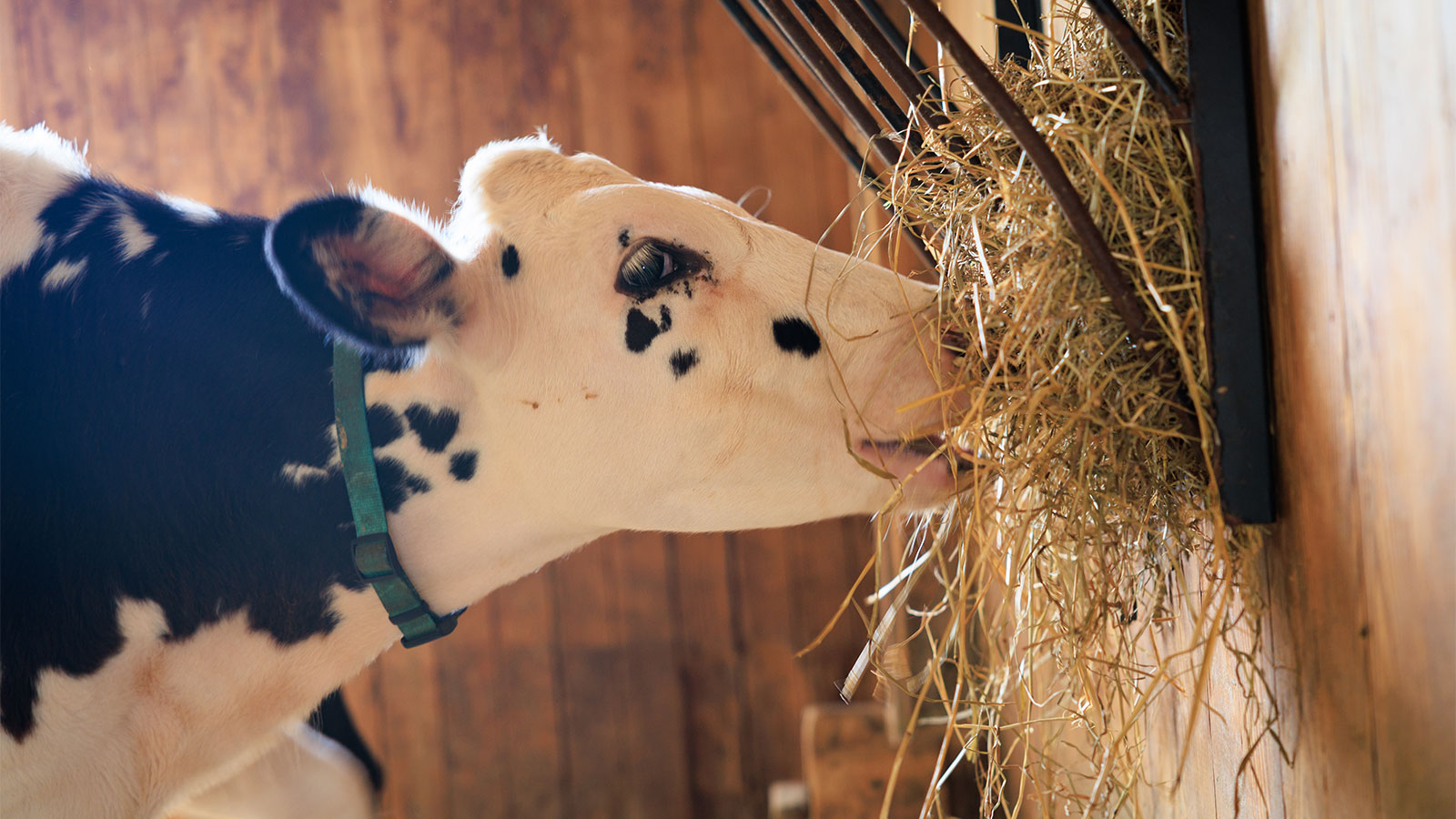 Beyond the Mission Statement: The Lands at Hillside Farms image