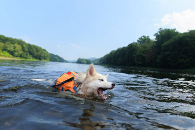 A dog wearing a life vest catches water in its mouth while floating down the Delaware River in Delaware Water Gap, PA.