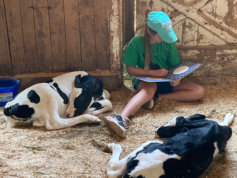 A young girl in the Care Farming grief camp program reads to baby cows at the Lands at Hillside Farms in Shavertown, PA.