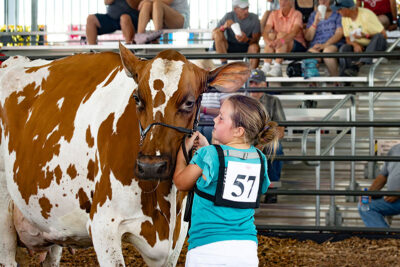 A girl holding a cow by the reigns