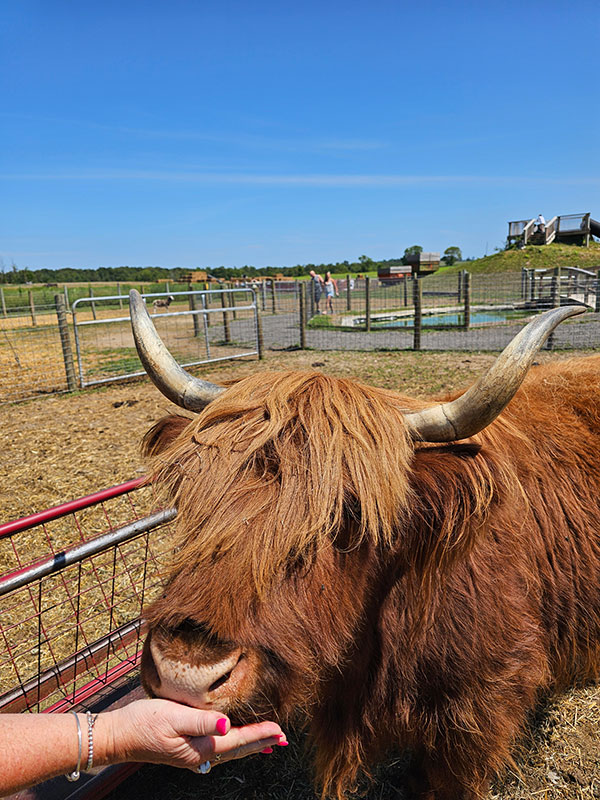 A hand feeds o brown cow with horns and long hair at Brown Hill Farms in Tunkhannock, PA.