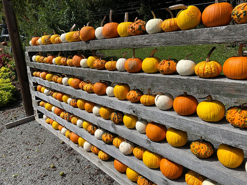 A wall of small orange, yellow and white pumpkins at Creekside Gardens in Tunkhannock, PA.