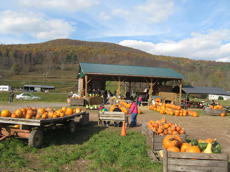A view of the farmstand surrounded by pumpkins at Whistle Pig Pumpkin Patch in Noxen, PA.