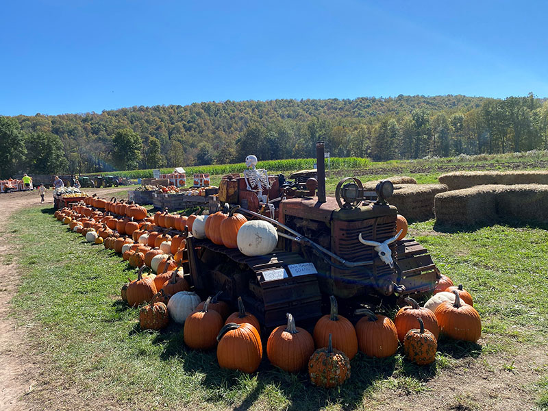 Pumpkins arranged around a tractor at Whistle Pig Pumpkin Patch in Noxen, PA.