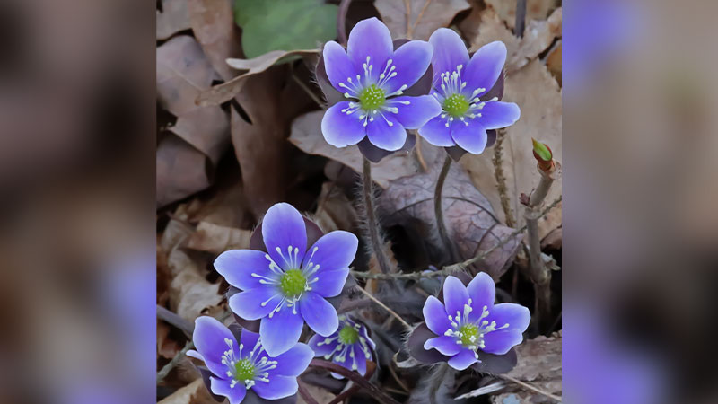 Remarkable Native Wildflowers of Northeastern PA image