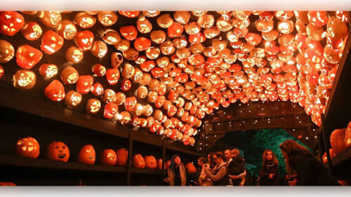 Hundreds of lighted jack o' lanterns create a tunnel during the Great Jack O' Lantern Blaze.