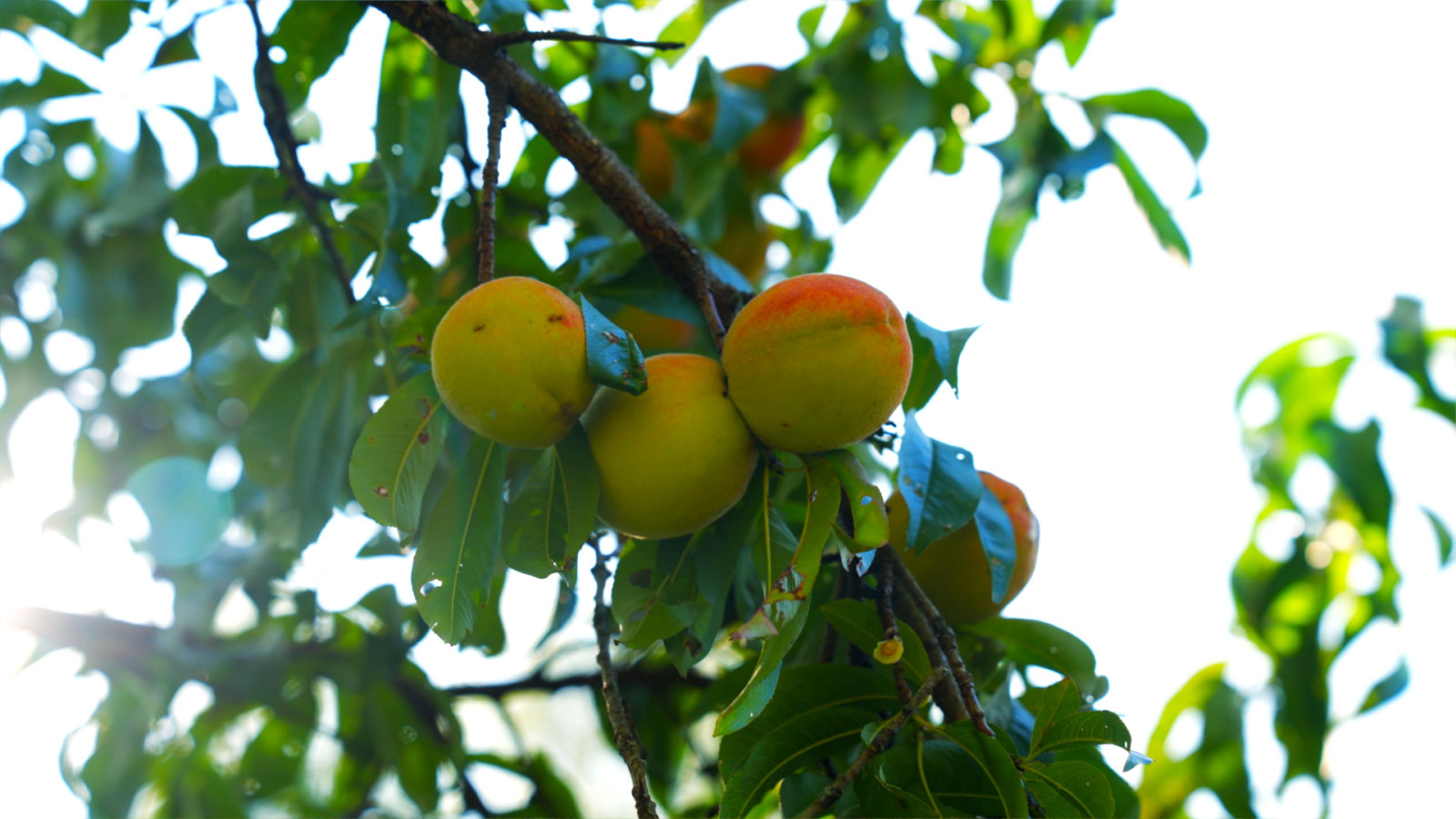 Heritage Fruits at Eckley Miners’ Village Image