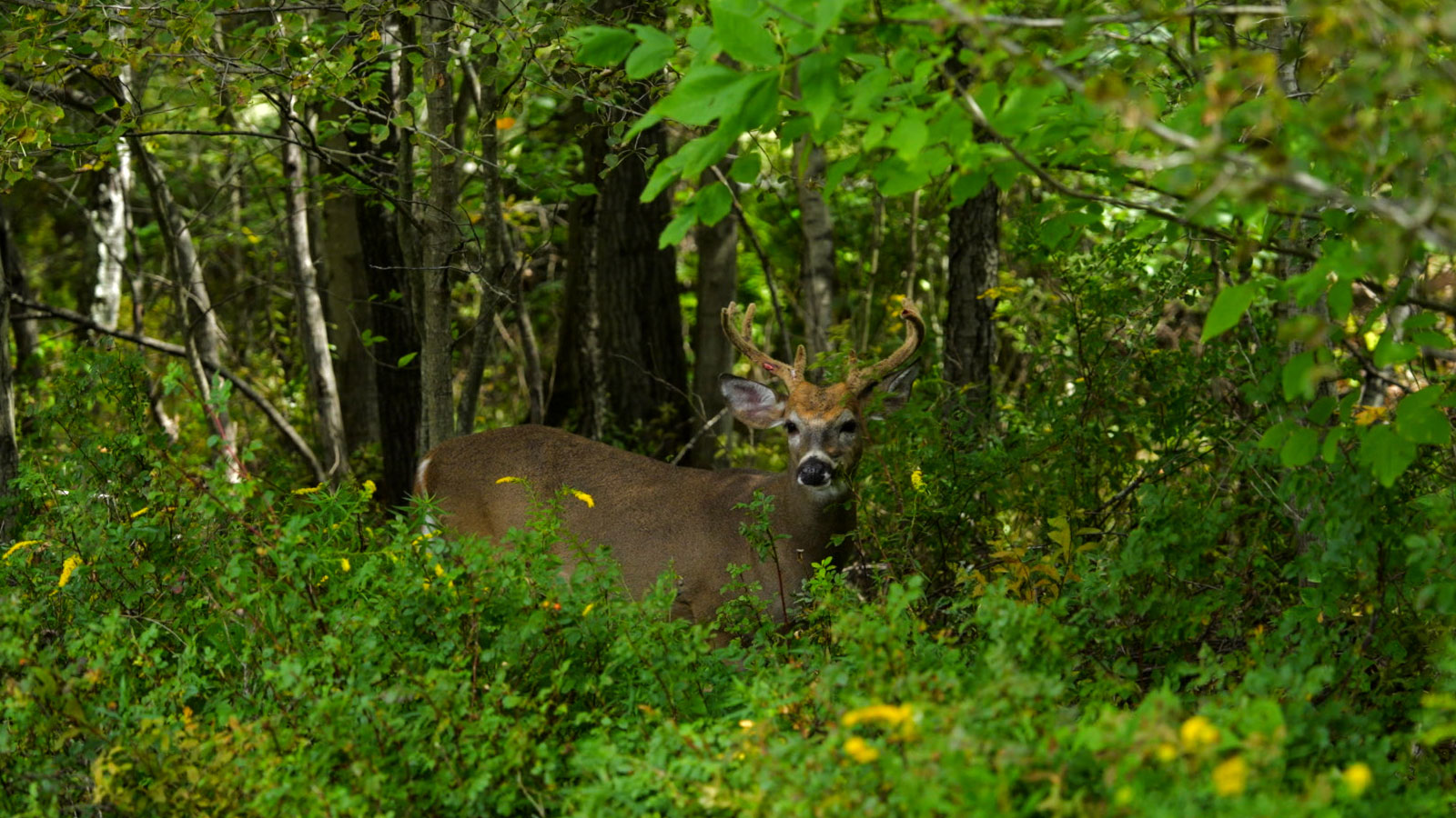 Tobyhanna State Park Image