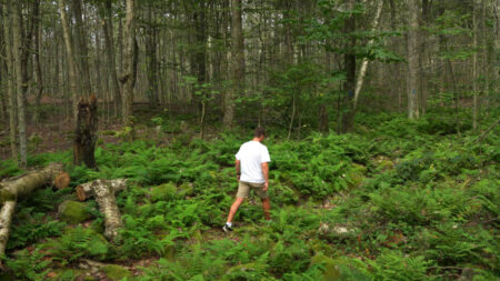 Prospect Rock Trail at Gouldsboro State Park image