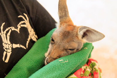 A fairgoer holds a baby kangaroo that's wrapped in a blanket at the Luzerne County Fair in Dallas, PA.