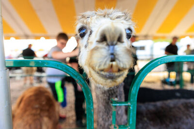 An alpaca gets close to the camera at the Luzerne County Fair in Dallas, PA.
