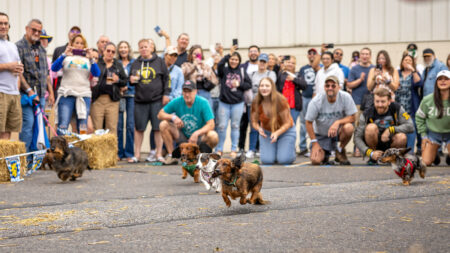 Dachshunds dashing to the finish line during the Wiener Dog Races at Susquehanna Brewing Company's Oktoberfest