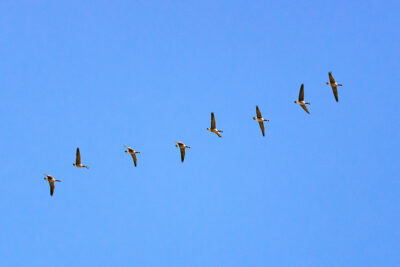 A flock of ducks fly overhead on the Susquehanna River in Harding, PA,