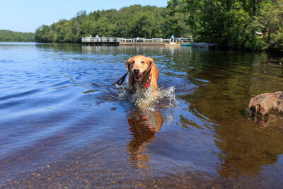 A happy golden retriever splashes in the water at Tobyhanna State Park in Tobyhanna, PA.