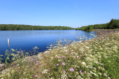 Wildflowers bloom along the shoreline at Tobyhanna State Park in Tobyhanna, PA.
