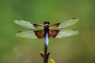 A dragonfly stops to rest on a branch at Tobyhanna State Park in Tobyhanna, PA.