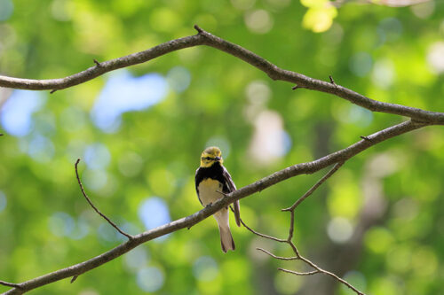 A black-throated Green Warbler sits on a branch at Tobyhanna State Park in Tobyhanna, PA.