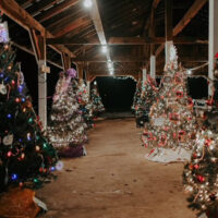 Outdoor walkway lined with decorated and illuminated Christmas trees under a wooden pavilion at night at Christmas in the Park.