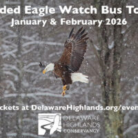A promotional flyer for the Delaware Highlands Conservancy's annual winter Eagle Watch Bus Tours. Includes a photo of a bald eagle flying through the snowy landscape.