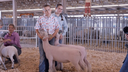 Showing Livestock at the Bloomsburg Fair image