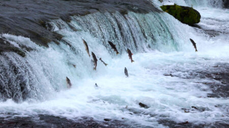 Wild For Salmon image