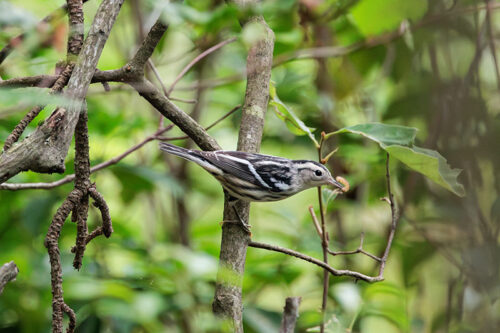 A Black and White Warbler sits on a branch with a grun in its beak at the Maple Tract Preserve in Long Pond, PA.