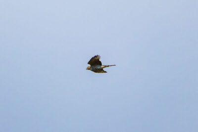 A Merlin darts through the air a Hawk Mountain Sanctuary in Kempton, PA.