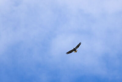 An immature Bald Eagle flies overhead at Hawk Mountain Sanctuary in Kempton, PA.