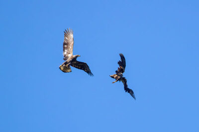 Two immature Bald Eagles play with each other in mid-air at Hawk Mountain Sanctuary in Kempton, PA.