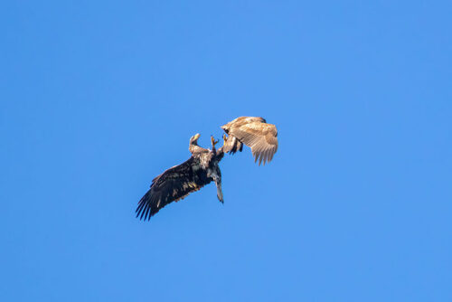 Two immature Bald Eagles play with each other in mid-air at Hawk Mountain Sanctuary in Kempton, PA.