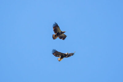 Two immature Bald Eagles play with each other in mid-air at Hawk Mountain Sanctuary in Kempton, PA.