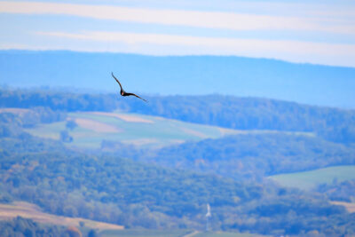 A Turkey Vulture soars through the air with rolling hills and mountains in the background at Hawk Mountain Sanctuary in Kempton, PA.