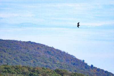 A Turkey Vulture soards above a mountain ridge at Hawk Mountain Sanctuary in Kempton, PA.