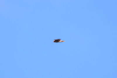 A Red-tailed Hawk darts through the blue sky at Hawk Mountain Sanctuary in Kempton, PA.