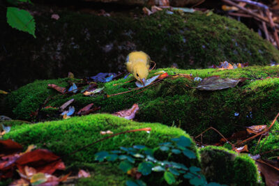 A female Scarlet Tanager sips water from a leaf at Hawk Mountain Sanctuary in Kempton, PA.
