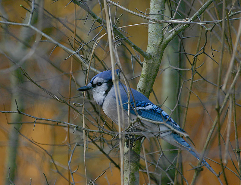 A blue jay sits perched on a bare branch in the forest.