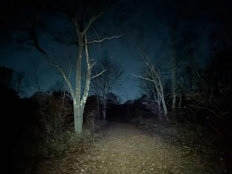 A view down the trail to the night sky between the trees in Pinchot State Forest.